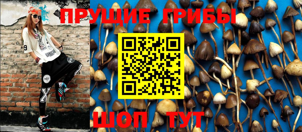 Псилоцибиновые грибы Cubensis Избербаш